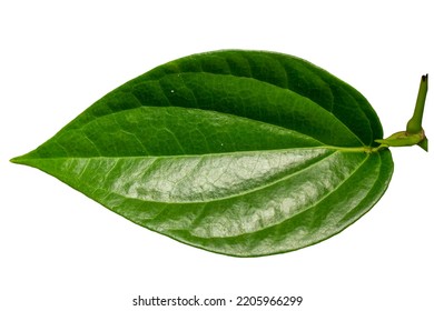 Close up of a green heart-shaped Betel leaf with a detailed leaf frame, isolated on a white background - Shutterstock ID 2205966299