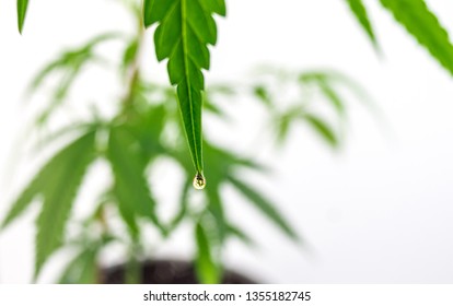 Close Up Of Green Hemp, Ganja Leaf With CBD Oil Drop On White Background