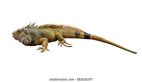 16,658 Green Iguana Tail Images, Stock Photos & Vectors | Shutterstock