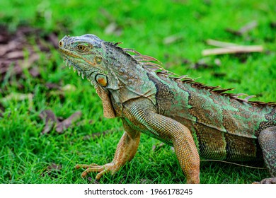 Close Green Iguana Latin Name Iguana Stock Photo 1966178245 | Shutterstock