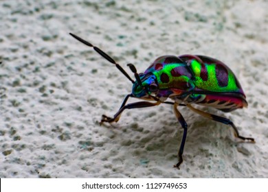 4,263 Green Jewel Beetle Images, Stock Photos & Vectors 