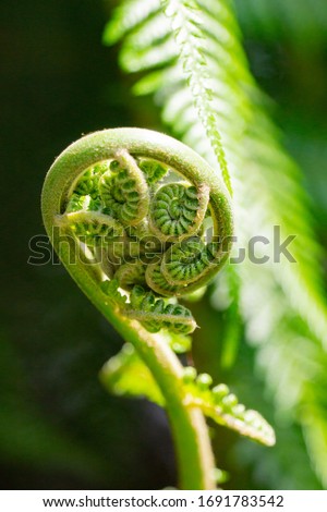 Close up of green koru (young fern shoot) unfurling on tree fern.