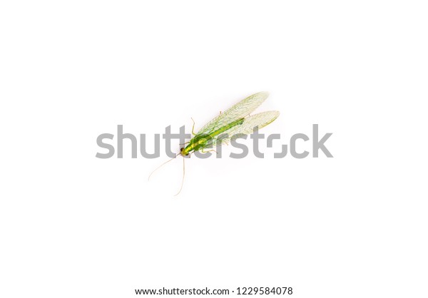 A close up of a Green lacewings bug,
Chrysopidae family, Isolated on white background, copy space. Lives
in North America and Europe. This bug is used in biological pest
control as natural predator.