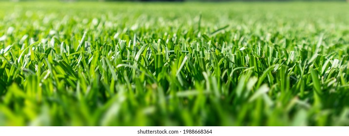 Close up of green lawn on a sunny day. Selective focus. - Shutterstock ID 1988668364