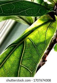 Close up of green leaf