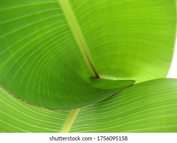 close up of a green leaf