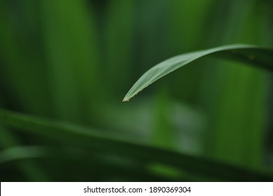 close up of green leaf