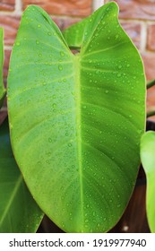 Close up of Green Leaf