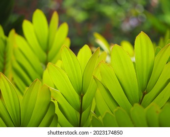 Close up of green leaf