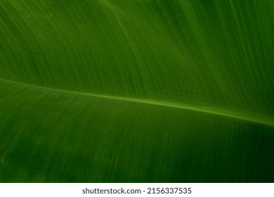 Close up of the green leaf