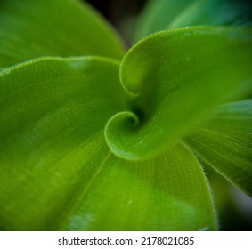 Close up of a green leaf