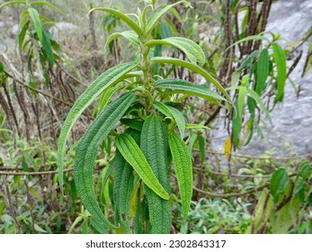 A close up of green leaf                           