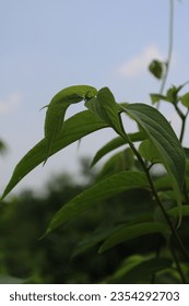 Close up of a green leaf