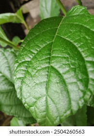 close up of a green leaf 🌿🍀