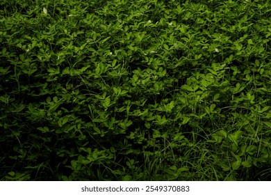close up of a green leaf