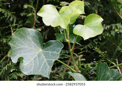 close up of a green leaf