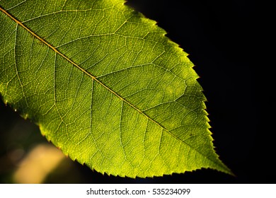 close up of green leaf