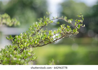 Close up green leaf