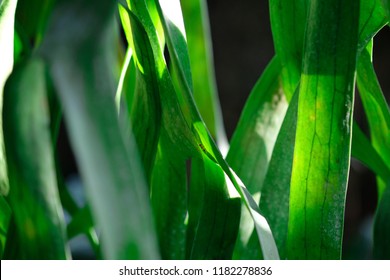 Close up Green leaf. arrange in pattern with beautiful evening light.