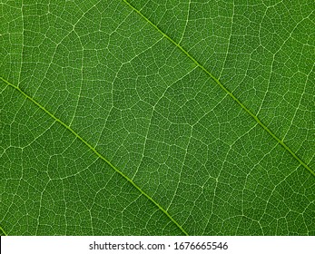 close up green leaf of Bastard teak ( Butea monosperma ) - Powered by Shutterstock