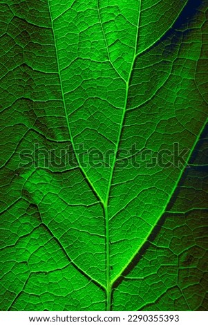 Close up of green leaf with detail of veins
