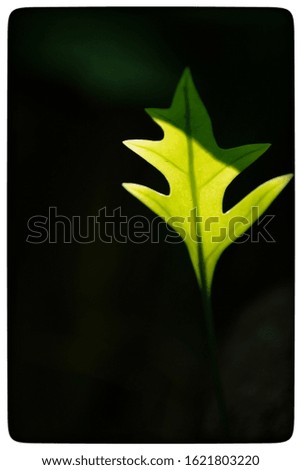 Similar – Foto Bild Biergartenzeit Sommer