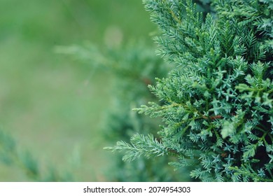 Close Up Green Leaf In Garden, Nature Wallpaper Background, World Environment Day, Merry Christmas And Happy New Year Concept