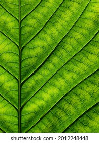 Close Up Green Leaf Of Golden Gardenia Tree ( Gardenia Sootepensis Hutch )