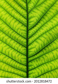 Close Up Green Leaf Of Golden Gardenia Tree ( Gardenia Sootepensis Hutch )