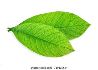 Close Up Of Green Leaf Isolated On White Background