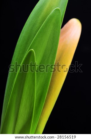 Similar – crocus Crocus Flower