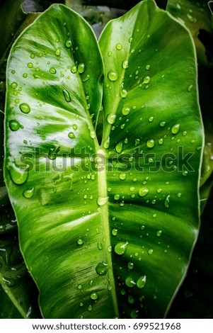 Similar – Image, Stock Photo Water Droplet on Green Leaf