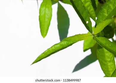 close up Green leaf patten for background. Fresh  green  leaves. - Shutterstock ID 1138499987