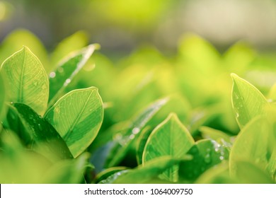 Close up of green leaf with rain drop. Nature background and wallpaper. - Shutterstock ID 1064009750