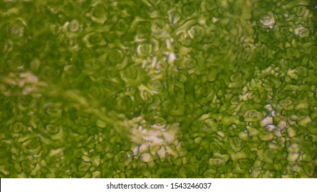 Close up Green leaf stoma cells science background. - Shutterstock ID 1543246037