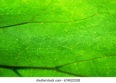 Close up of green leaf structure, selected focus, shallow depth of field