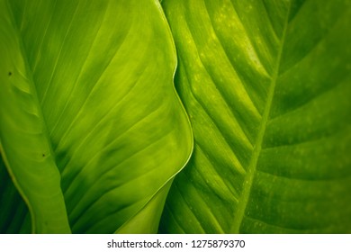 Close up Green leaf texture 