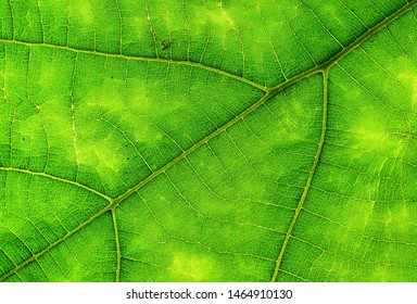 Close Up Of Green Leaf Texture