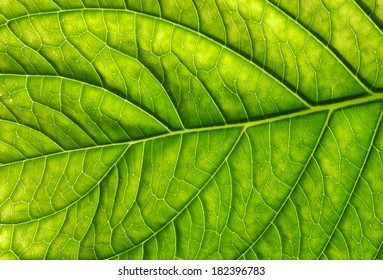 close up of green leaf texture - Shutterstock ID 182396783
