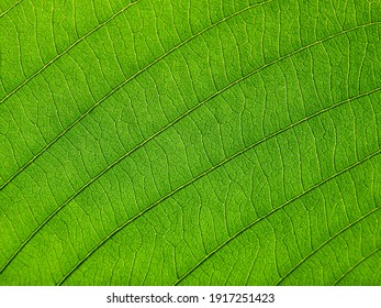 Close Up Green Leaf Texture