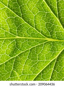 close up of green leaf texture