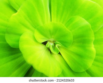 close up of green leaf texture
