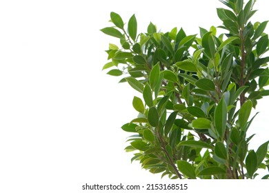 Close Up Of Green Leaf Texture