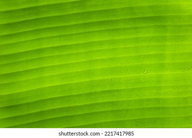 Close up of green leaf texture