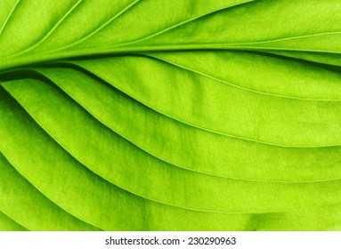 Close Up Of Green Leaf Texture 