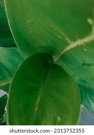 close up of green leaf texture