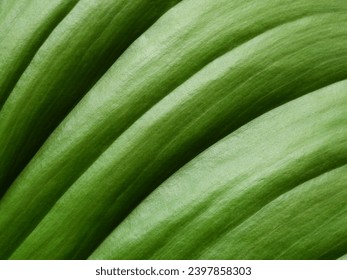 close up green leaf texture