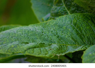 Close up of green leaf texture