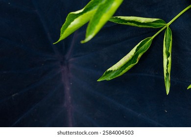 Close up of green leaf texture
