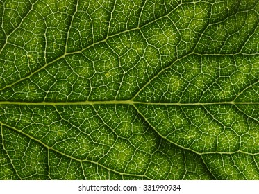 close up of green leaf texture